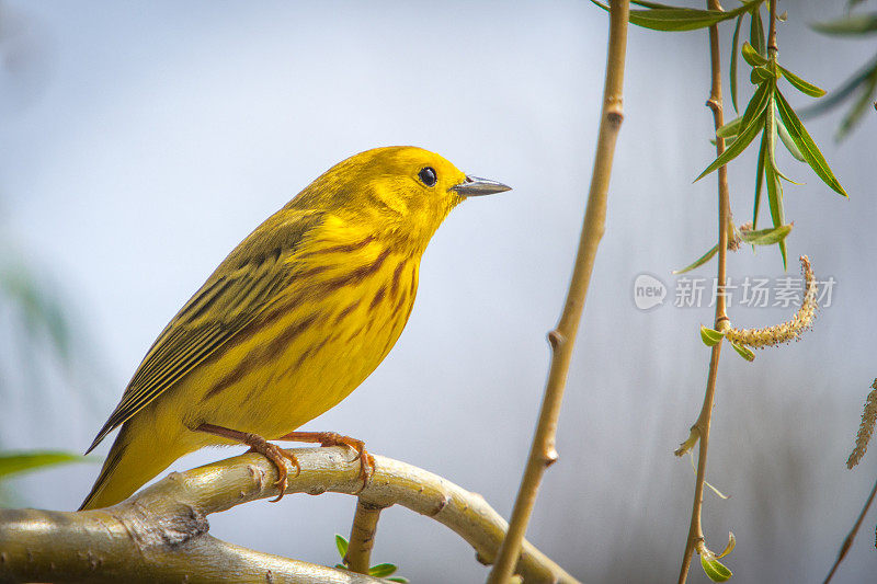 黄莺(Setophaga petechia)。黄色的莺。